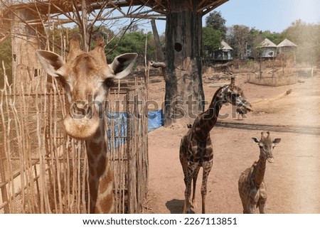 One of the most majestic animals in the zoo is the giraffe. These tall gentle giants are a fascinating sight to behold. They are the tallest mammal on the planet, and their long necks help them to rea