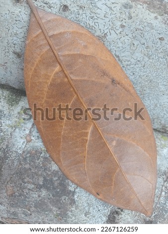 a picture of jackfruit leaves that are already dry
