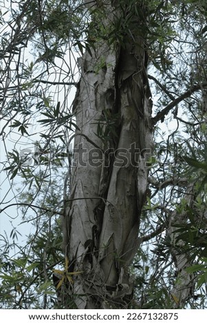 Exfoliation of bark on tree trunks.