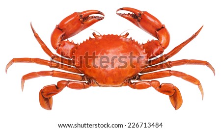 crab isolated on white background. Royalty-Free Stock Photo #226713484