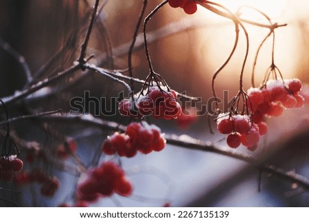 Red berries on bare tree branches that are covered in frost by the Vuoksi River.