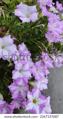 Photo purple flowers are blooming