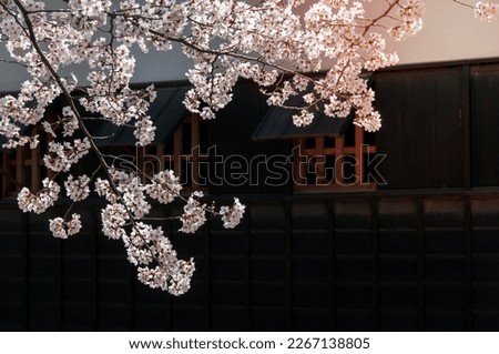 A image of cherry blossom