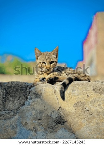 This beautiful picture of a cat will be taken by mobile photography. These are very attractive scenes