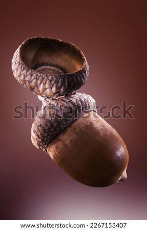 acorn of oak isolated on a brown background