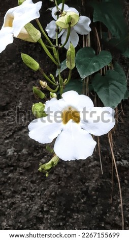 Thunbergia Grandiflora white flower with yellow center, trumpet and vine plants, hanging and dangle down
