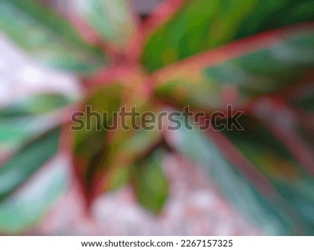 Defocused photo of red aglaonema leaves