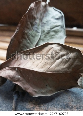 Dead leaves fall off its tree during springtime, leaf texture seen in close up
