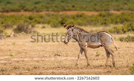 Grévy's zebra foal (Equus grevyi) walking by, Samburu National Rerserve, Kenya Royalty-Free Stock Photo #2267162603