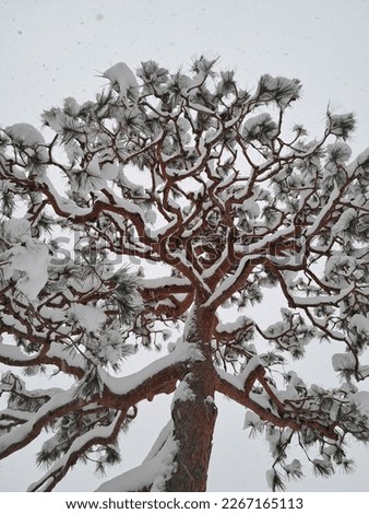 a tree under the snow during winter