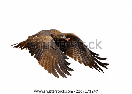 Black kite flying and eats meat isolated on white background.