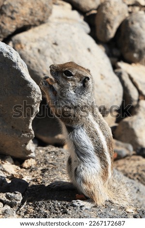 The picture captures a striped ground squirrel enjoying a nut on the ground with stones in the background. The squirrel has a soft and smooth fur that helps it regulate body temperature.