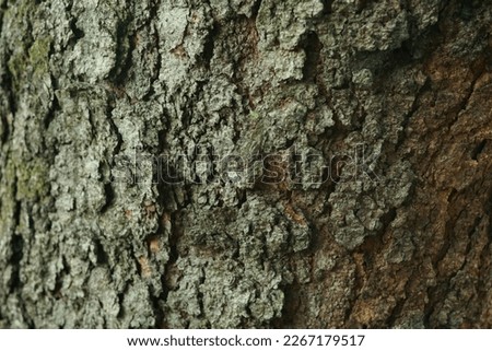 the texture of the layer of tree bark that is crusty or has a cracked or cracked texture, and looks dry. commonly used background textures Royalty-Free Stock Photo #2267179517