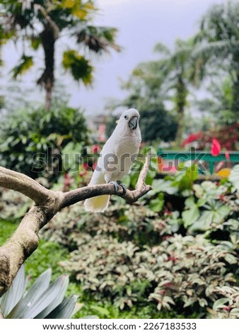 The Sulphur-Crested Cockatoo (Cacatua galerita)