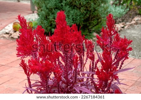 Mourquong Australia, red dragon’s breath celosia growing in pot on patio