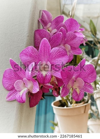 Beautiful fresh blooming pink veined potted orchid outdoor