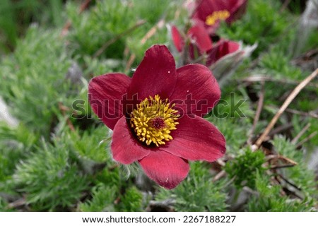 Pulsatilla vulgaris 'Röde Klokke' is a Pasqueflower with red flowers Royalty-Free Stock Photo #2267188227