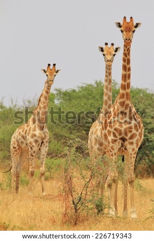 Giraffe - African Wildlife Background from Africa - Posture of Symmetry, Camouflage and Unique Beings