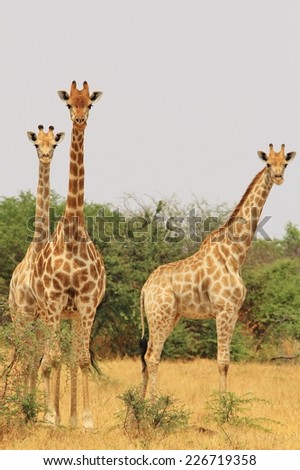 Giraffe - African Wildlife Background from Africa - Posture of Symmetry, Camouflage and Unique Beings