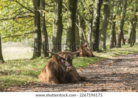 Scotische higtlander cows in national park in the Netherlands! 
