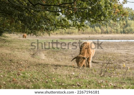 Scotische higtlander cows in national park in the Netherlands! 