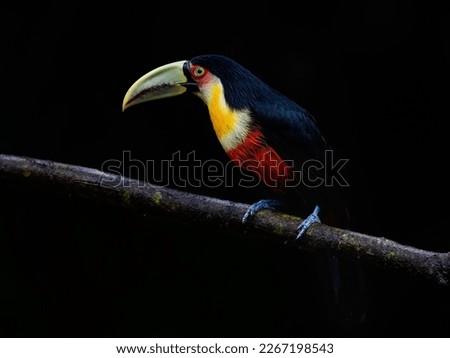 Red-breasted Toucan portrait on stick on rainy day against black background