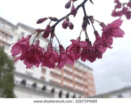 The view of the cherry blossom by close up at the university in Sanxia in New Taipei City in Taiwan
