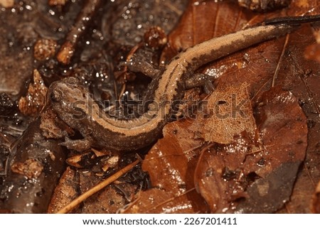 Closeup of the Russian Siberian salamander, salamandrella keyserlingii sitting on the forest floor