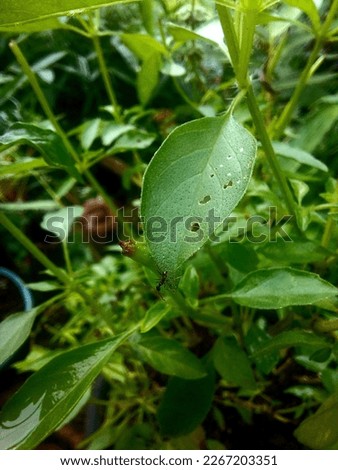 Hollow green plant nature image