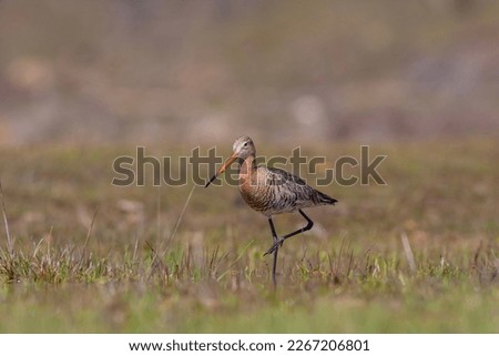 bird watching on the grass, Black-tailed Godwit, Limosa limosa