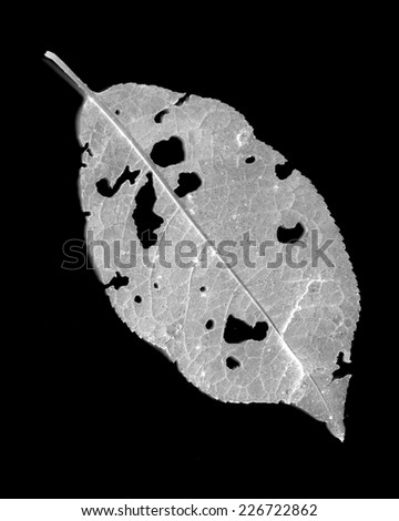 leaves eaten by pests on a black background