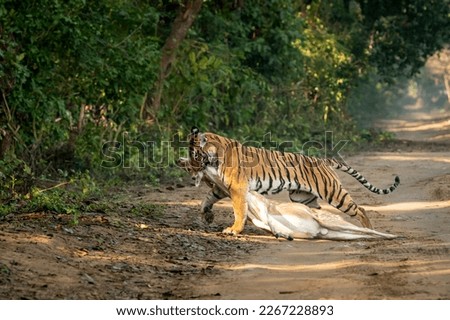 wild royal bengal female tiger or panthera tigris dragging spotted deer or chital kill in his mouth or jaws in natural green background at dhikala forest jim corbett national park uttarakhand india