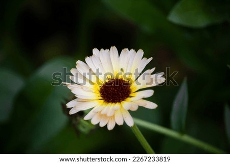 Pot marigold flower or Marigold (Calendula) Isolated, close up view with beautiful blurred background