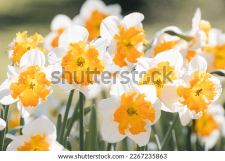 Wonderful close up macro image of Narcissus 'orangery' daffodil in Mount Lofty Botanic Gardens in South Australia Royalty-Free Stock Photo #2267235863