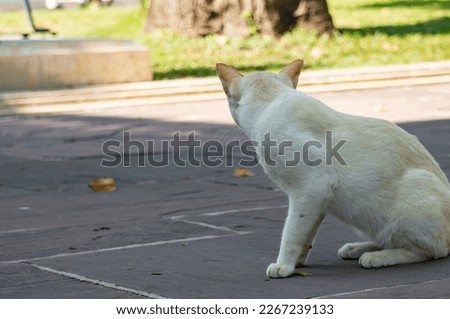 A cute white stray cat is sitting on the floor of the corridor. Hunger made this cat thin.