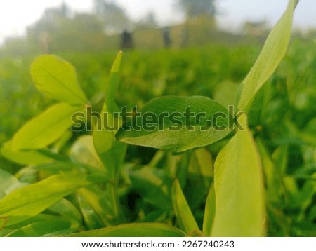 Picture of leafs in evening time