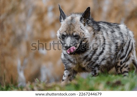 Portrait of Arabian Striped hyaena