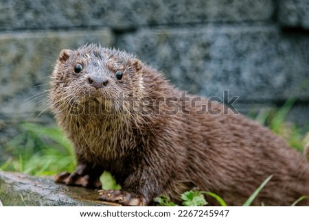 Eurasian Otter (Lutra lutra) 14 week old orphaned cub in care.