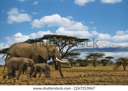 Elephants and Mount Kilimanjaro in Amboseli National Park  Royalty-Free Stock Photo #2267253067