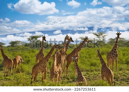 Giraffes and Mount Kilimanjaro in Amboseli National Park Royalty-Free Stock Photo #2267253611