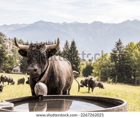 Valais cow in the Swiss Alps Royalty-Free Stock Photo #2267262021