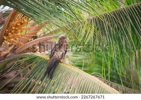 Black kite (Mulvus Migrant, bird of prey) standing on a palm tree branch at sunrise, Dakar, Senegal, photo