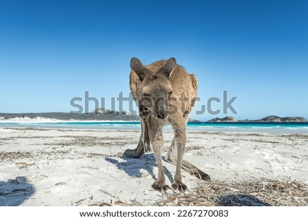 Kangaroos on the beach at Lucky Bay