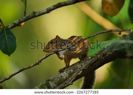 Microsciurus, Dwarf squirrels, Beautiful Animal Photography