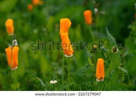 Yellow flowers of eschscholzia californica or golden californian poppy, cup of gold, flowering plant in family papaveraceae. Selective focus.