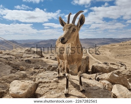 Wild mountain goat among the stones . Royalty-Free Stock Photo #2267282561
