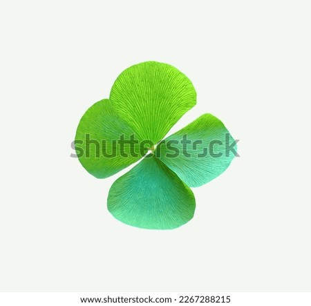 Top view, Single shamrock flower green color(oxalis corniculata) blossom bloom isolated on white background, stock photo, flora summer, st patrick day