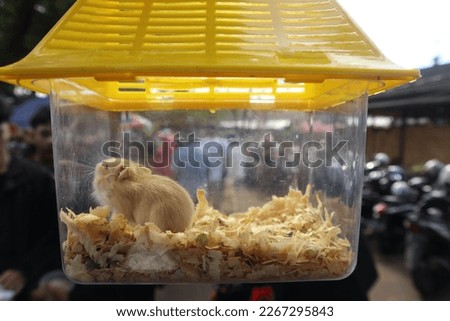 hamsters in a cage close up photo