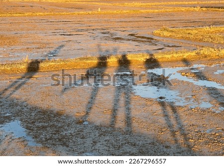 Shadow of people Walking on Rice Paddy After Harvest