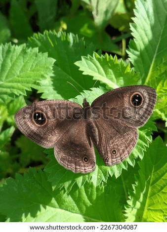 The macro photography of brown butterfly looking for a foods in the green leaf as a background, under the ray of light.